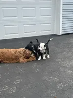 Wakanda , a female Border Collie and Cavapoo for sale in Rahway, NJ – Photo 9 of 9