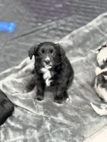 Wakanda , a female Border Collie and Cavapoo for sale in Rahway, NJ – Photo 5 of 9