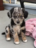 Nova, a female Border Collie and Cavapoo for sale in Rahway, NJ – 6 of 6