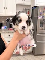 Mila, a female Border Collie and Cavapoo for sale in Rahway, NJ – 3 of 8