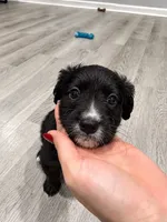 Zara, a female Border Collie and Cavapoo for sale in Rahway, NJ – 6 of 10