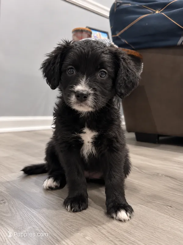 Zara – Border Collie, Cavapoo puppy for sale in Rahway, NJ