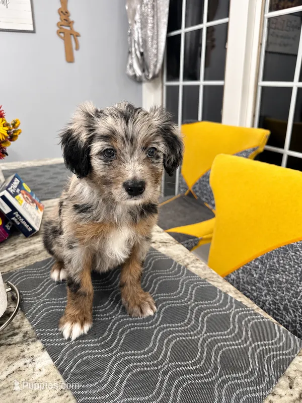 Zeus – Border Collie, Cavapoo puppy for sale in Rahway, NJ