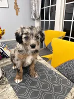 Zeus, a male Border Collie and Cavapoo for sale in Rahway, NJ – 1 of 8