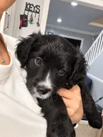 Zara, a female Border Collie and Cavapoo for sale in Rahway, NJ – 3 of 10