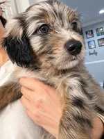 Zeus, a male Border Collie and Cavapoo for sale in Rahway, NJ – 5 of 8