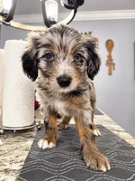 Zeus, a male Border Collie and Cavapoo for sale in Rahway, NJ – 8 of 8