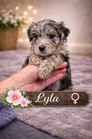 Lyla, a female Border Collie and Cavapoo for sale in Rahway, NJ – Photo 4 of 6