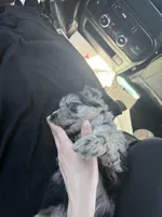 Lyla, a female Border Collie and Cavapoo for sale in Rahway, NJ – Photo 5 of 6