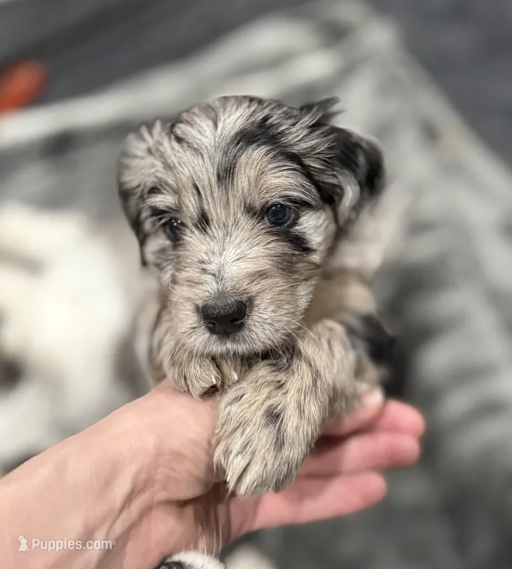 Lyla – Border Collie, Cavapoo puppy for sale in Rahway, NJ