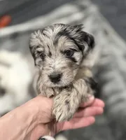 Lyla, a female Border Collie and Cavapoo for sale in Rahway, NJ – Photo 1 of 6
