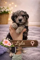 Lyla, a female Border Collie and Cavapoo for sale in Rahway, NJ – Photo 3 of 6