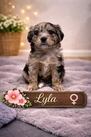 Lyla, a female Border Collie and Cavapoo for sale in Rahway, NJ – Photo 2 of 6