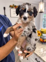 Hazel, a female Border Collie and Cavapoo for sale in Rahway, NJ – 4 of 5