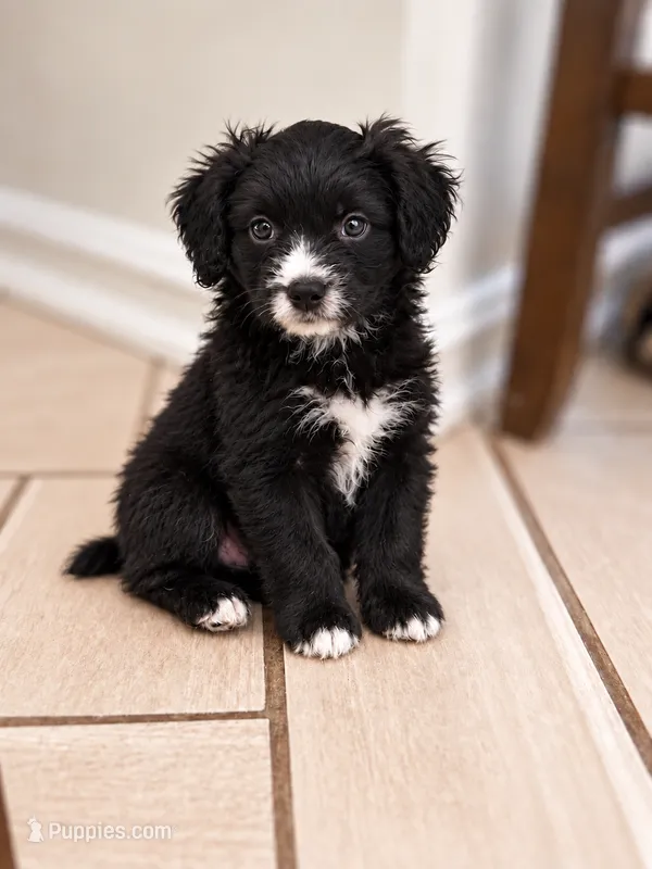 Panther – Border Collie, Cavapoo puppy for sale in Rahway, NJ