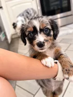 Hazel, a female Border Collie and Cavapoo for sale in Rahway, NJ – 3 of 5