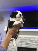 Oreo, a male Border Collie and Cavapoo for sale in Rahway, NJ – Photo 6 of 6