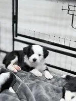 Oreo, a male Border Collie and Cavapoo for sale in Rahway, NJ – Photo 5 of 6