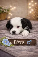 Oreo, a male Border Collie and Cavapoo for sale in Rahway, NJ – Photo 3 of 6