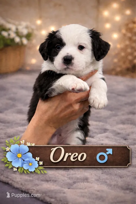 Oreo – Border Collie, Cavapoo puppy for sale in Rahway, NJ