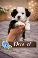 Oreo, a male Border Collie and Cavapoo for sale in Rahway, NJ – Photo 1 of 6