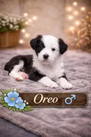 Oreo, a male Border Collie and Cavapoo for sale in Rahway, NJ – Photo 2 of 6