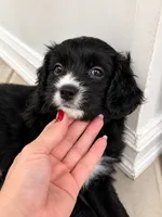 Panther, a male Border Collie and Cavapoo for sale in Rahway, NJ – 5 of 10
