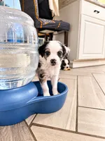 Mila, a female Border Collie and Cavapoo for sale in Rahway, NJ – 5 of 8