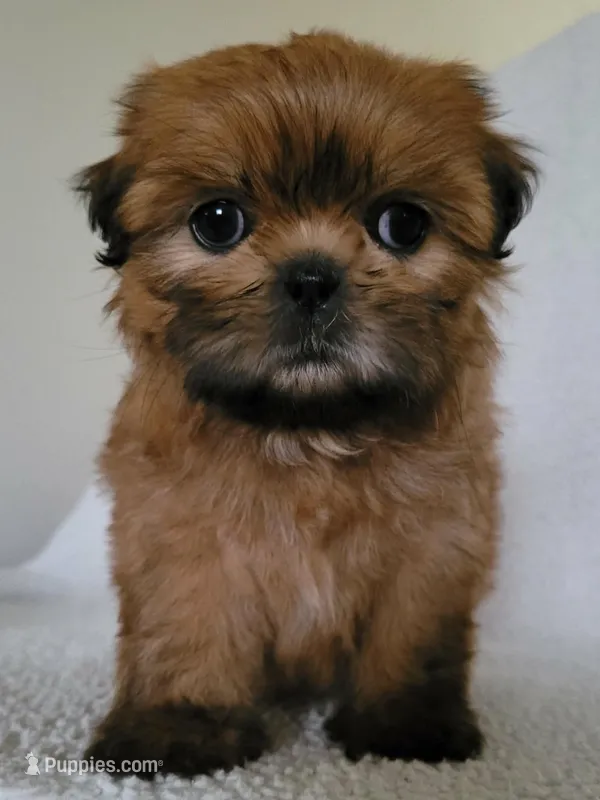 Coco – Shih Tzu puppy for sale in San Antonio, TX
