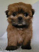 Coco, a female Shih Tzu for sale in San Antonio, TX – 1 of 3