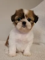 Merry, a female Shih Tzu for sale in San Antonio, TX – 1 of 3