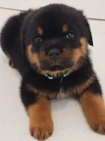 Garth, a male Rottweiler for sale in San Antonio, TX – Photo 1 of 4