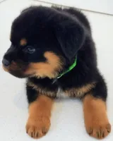 Garth, a male Rottweiler for sale in San Antonio, TX – Photo 3 of 4