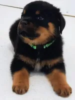 Garth, a male Rottweiler for sale in San Antonio, TX – Photo 4 of 4