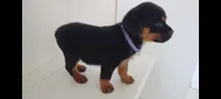Kassi, a female Rottweiler for sale in San Antonio, TX – 3 of 8