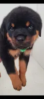 Crate, a male Rottweiler for sale in San Antonio, TX – 1 of 8