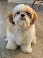 Gio, a female Shih Tzu for sale in San Antonio, TX – 5 of 6