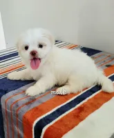 Casper, a male Shih Tzu for sale in San Antonio, TX – 3 of 4