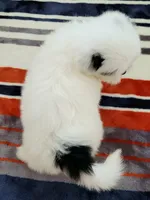 Vic, a male Shih Tzu for sale in San Antonio, TX – 3 of 4