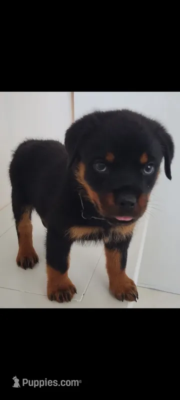 Rhonda – Rottweiler puppy for sale in San Antonio, TX