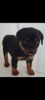 Rhonda, a female Rottweiler for sale in San Antonio, TX – 1 of 3