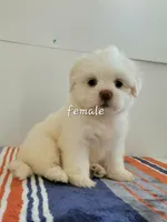 Lucy, a female Shih Tzu for sale in San Antonio, TX – 2 of 4