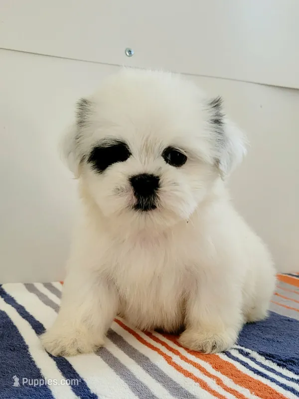 Vic – Shih Tzu puppy for sale in San Antonio, TX