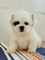 Vic, a male Shih Tzu for sale in San Antonio, TX – 1 of 4