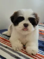 Teddy, a male Shih Tzu for sale in San Antonio, TX – 2 of 4