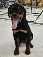 Ezra AKC , a female Rottweiler for sale in San Antonio, TX – 2 of 3