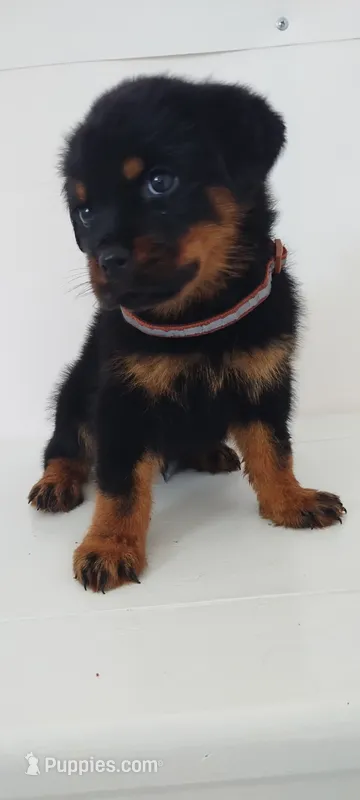 Marky – Rottweiler puppy for sale in San Antonio, TX