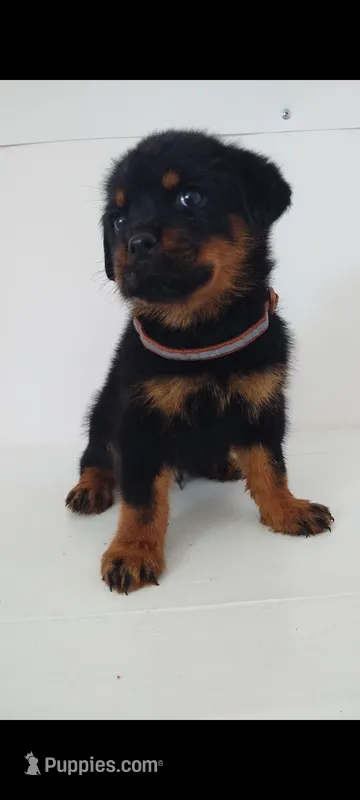 Rocky – Rottweiler puppy for sale in San Antonio, TX
