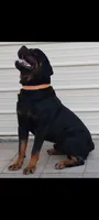 Kassi , a female Rottweiler for sale in San Antonio, TX – 8 of 8