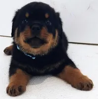 Raver , a male Rottweiler for sale in San Antonio, TX – Photo 4 of 4